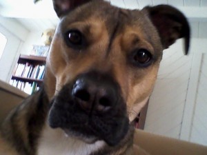 Stasia, The Wonder Dog