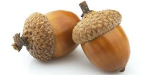 acorn